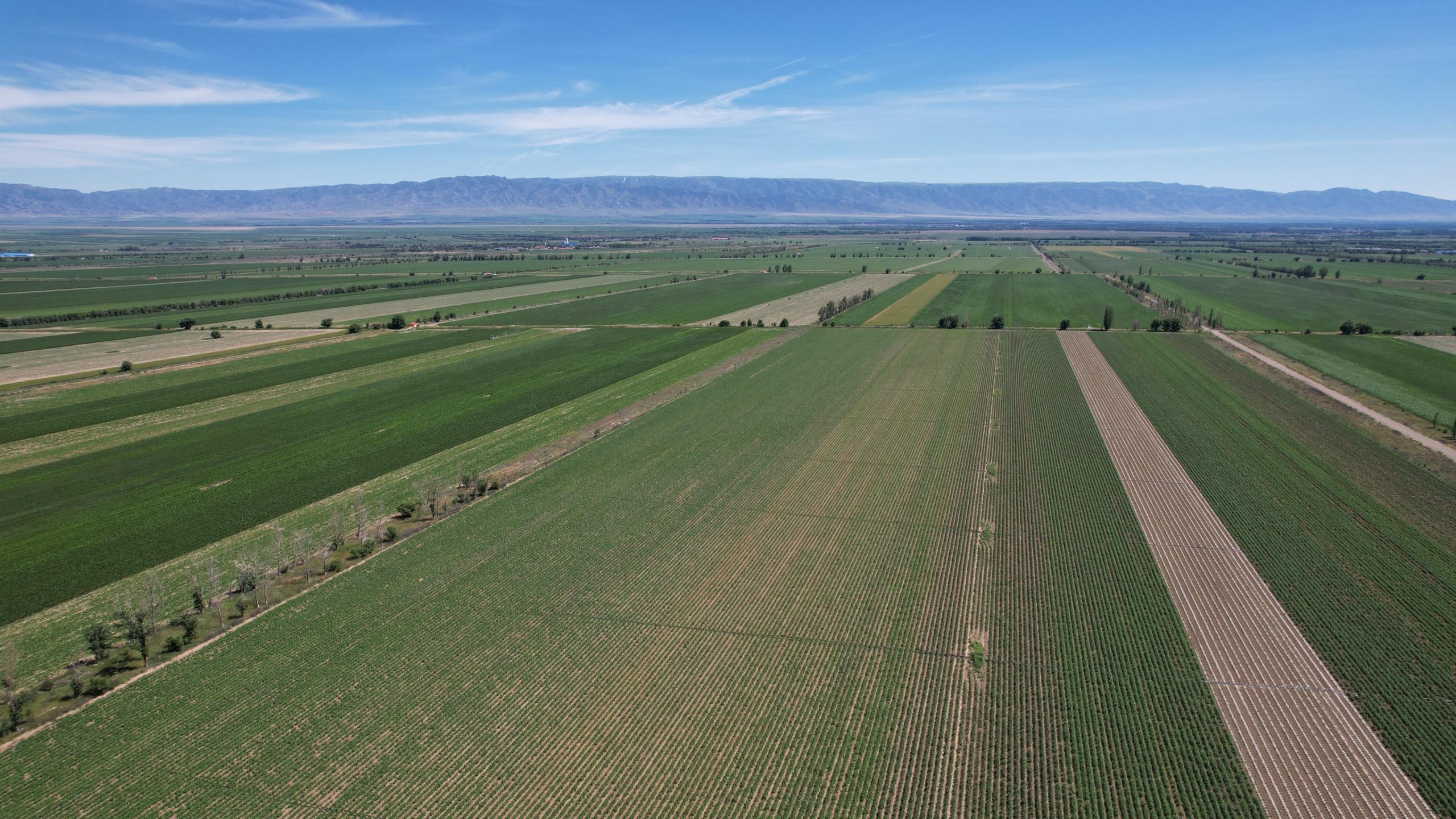 鹽津鋪子×農心 重磅聯名——辣白菜薯片新鮮上市 鹽津鋪子×農心 重磅聯名——辣白菜薯片新鮮上市